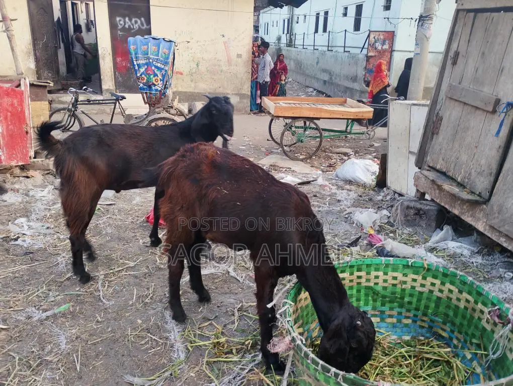 High-Quality Castrated Goats for Sale: Three Large, Two Semi-Large