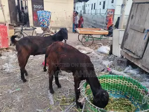 High-Quality Castrated Goats for Sale: Three Large, Two Semi-Large