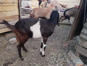 High-Quality Castrated Goats for Sale: Three Large, Two Semi-Large