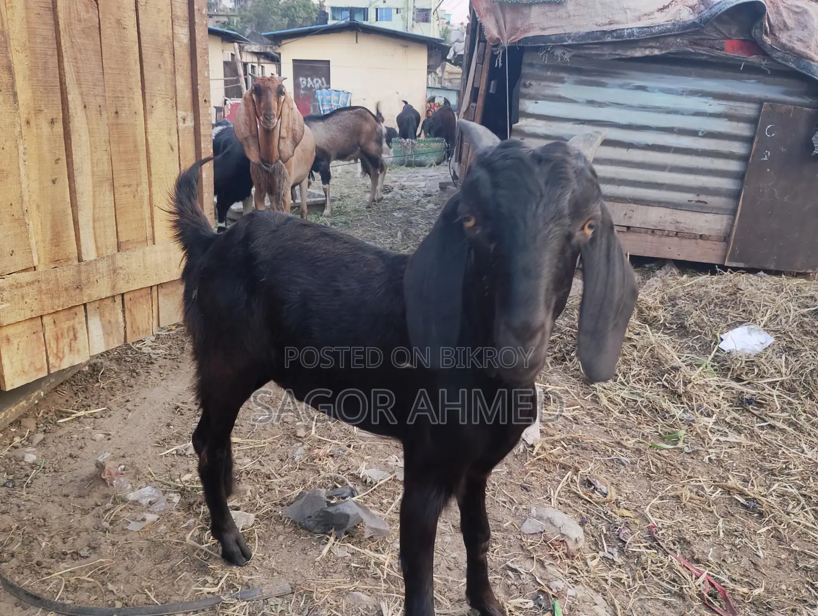 High-Quality Castrated Goats for Sale: Three Large, Two Semi-Large