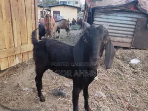 High-Quality Castrated Goats for Sale: Three Large, Two Semi-Large