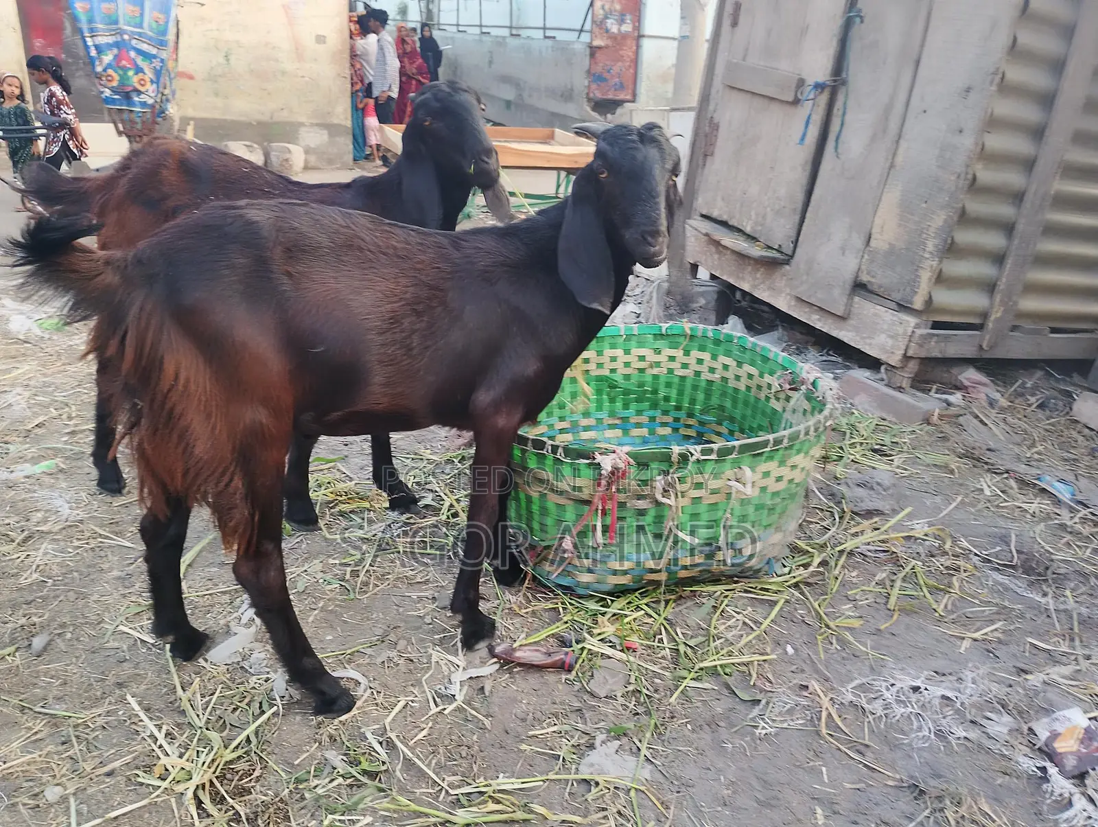 High-Quality Castrated Goats for Sale: Three Large, Two Semi-Large
