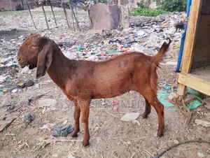 High-Quality Castrated Goats for Sale: Three Large, Two Semi-Large