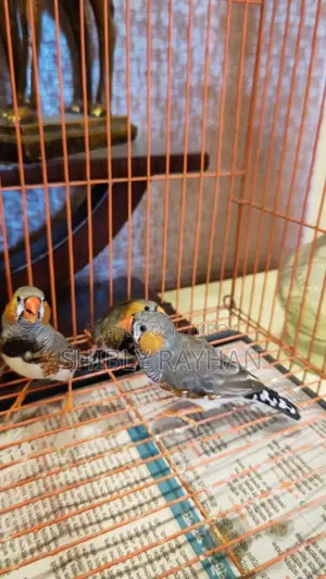 Jumbo Zebra Finch Male