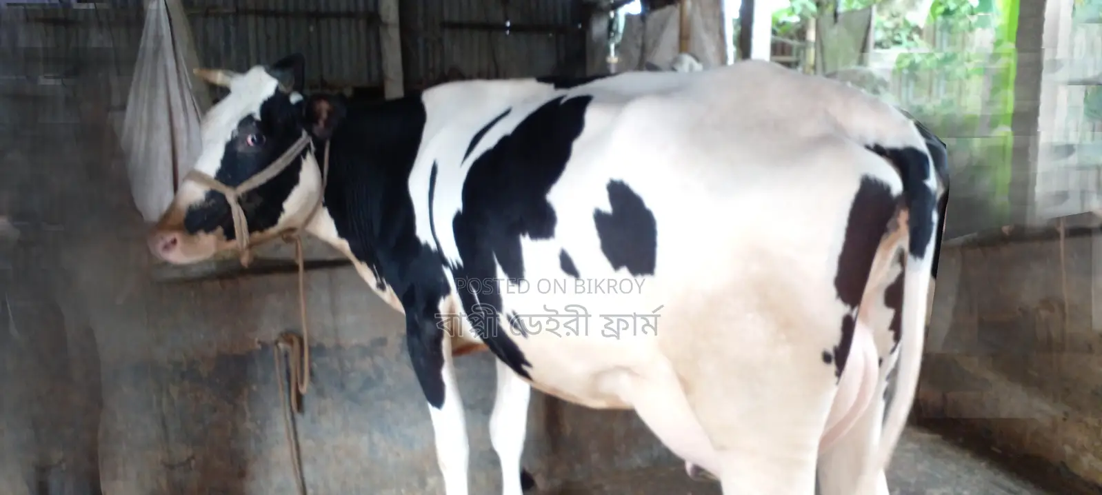 ১০৯৭ নং গাভী কিনুন ভালো জাতের।