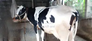 Buy a high-quality cow No. 1097.