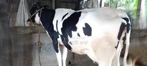 ১০৯৭ নং গাভী কিনুন ভালো জাতের।