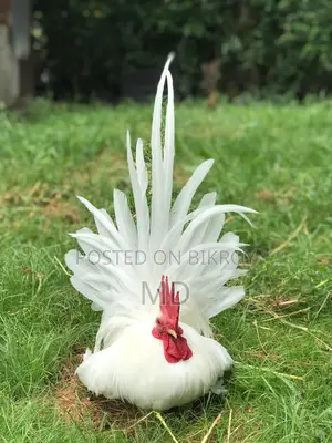 Running Japanese Bantam