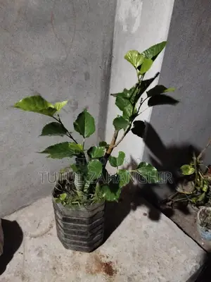 Mulberry Saplings