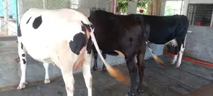3 Selected Dairy Cows (No. 1148)
