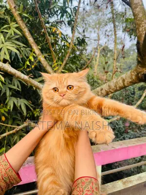 ট্র্যাডিশনাল পার্সিয়ান নতুন অ্যাডাল্ট ফিমেল