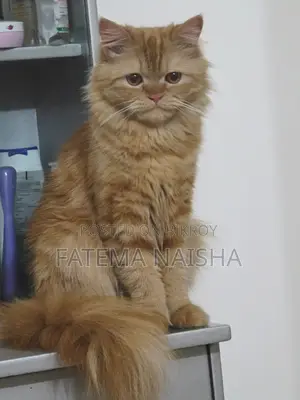 Traditional Persian New Adult Female