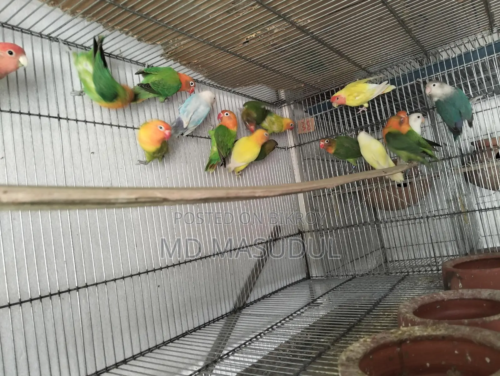 Love Bird