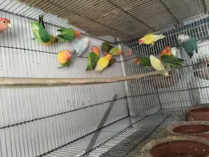 Love Bird