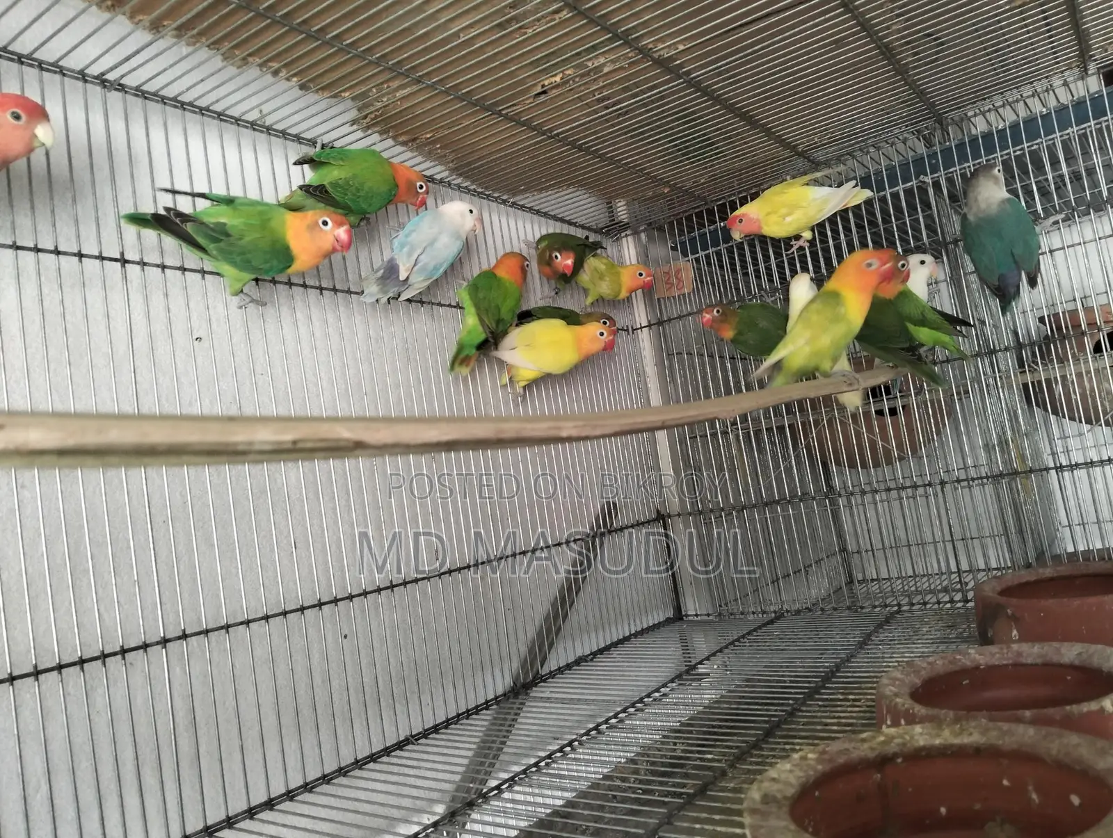 Love Bird