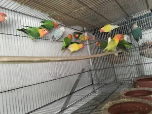 Love Bird