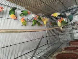 Love Bird