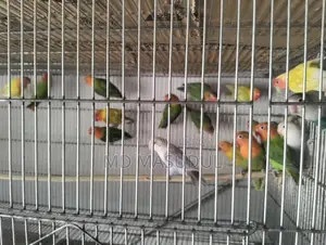 Love Bird