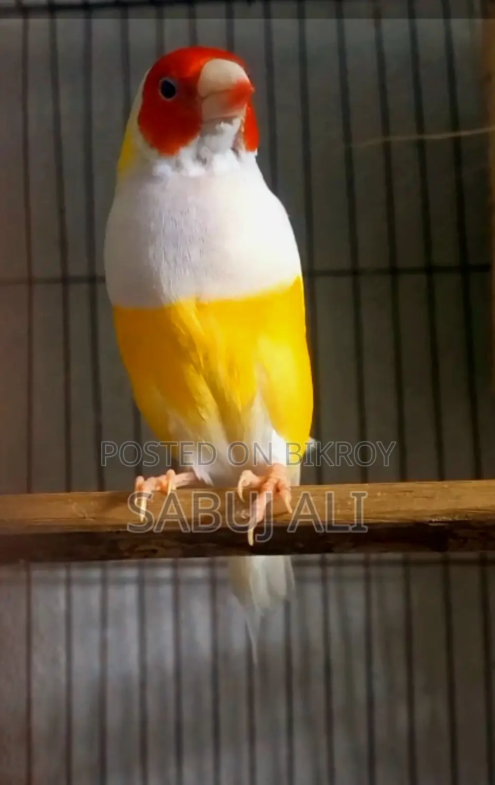 গোল্ডিয়ান মেল