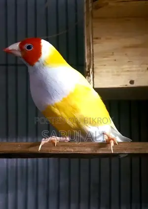 গোল্ডিয়ান মেল