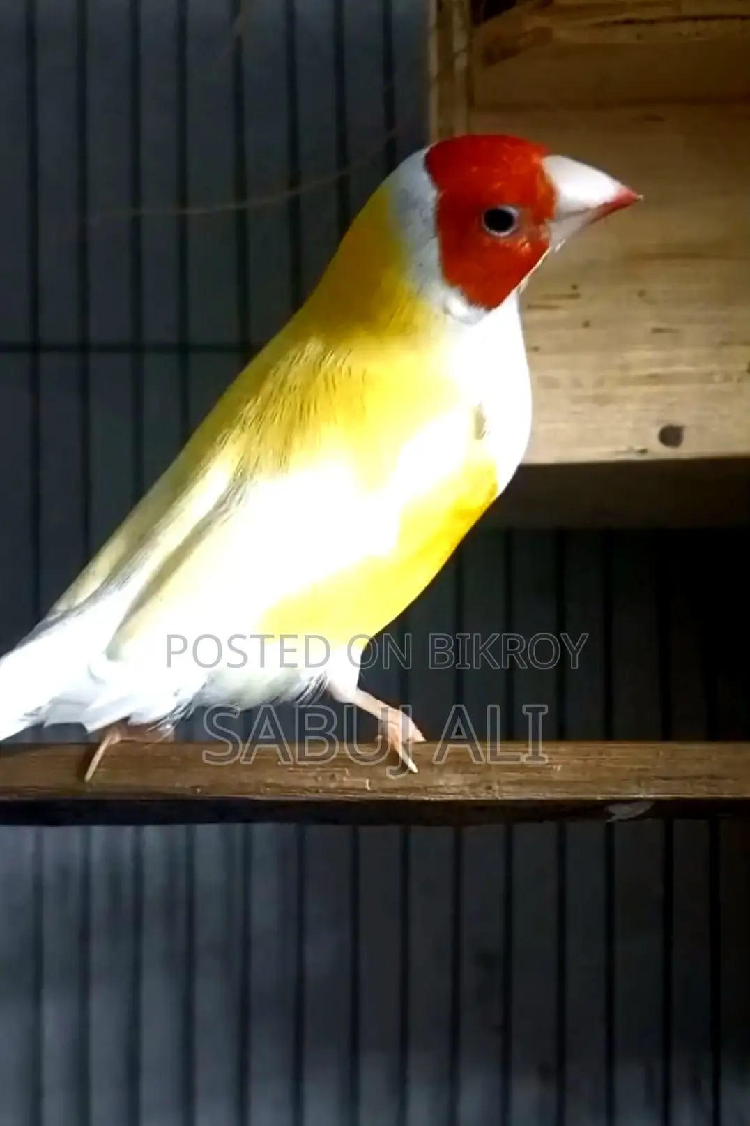 গোল্ডিয়ান মেল