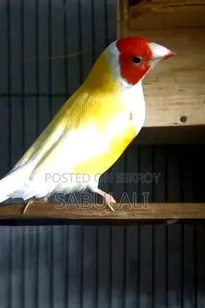 গোল্ডিয়ান মেল