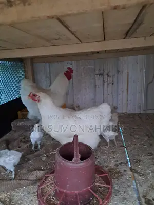 American Original Bahama Rooster and Hen
