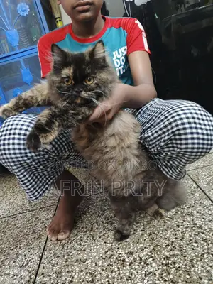 পার্সিয়ান ক্যাট ফিমেল