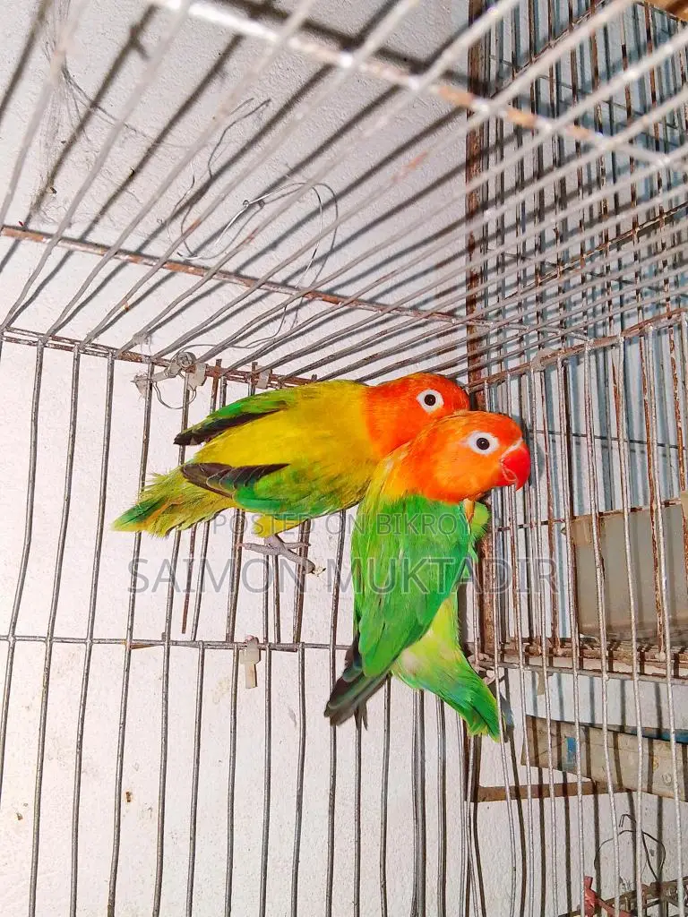 Lovebird Ranning Peyar