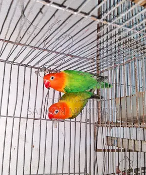 Lovebird Ranning Peyar