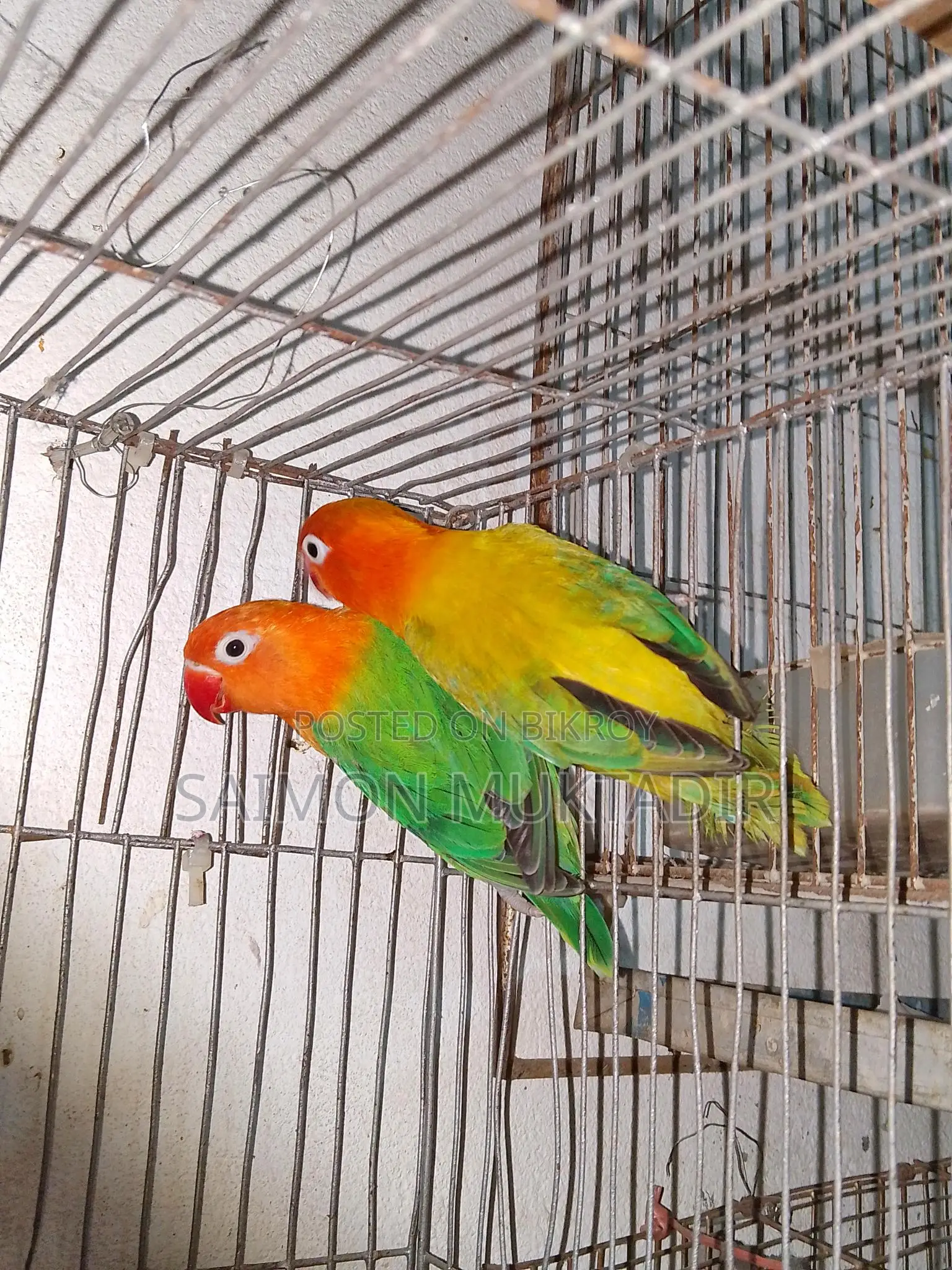 Lovebird Ranning Peyar