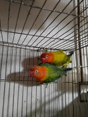 Lovebird Ranning Peyar