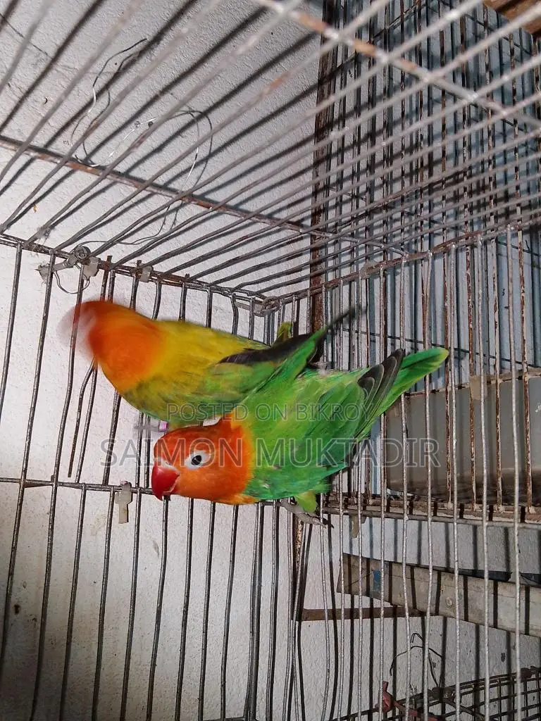 Lovebird Ranning Peyar