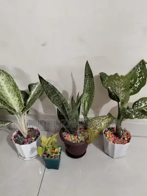 Combo Indoor Plants