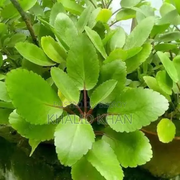 Pathorkuchi Plant Seedling