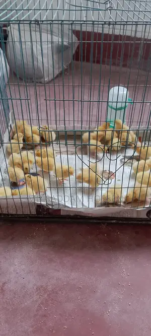 European White Giant Coturnix Quail