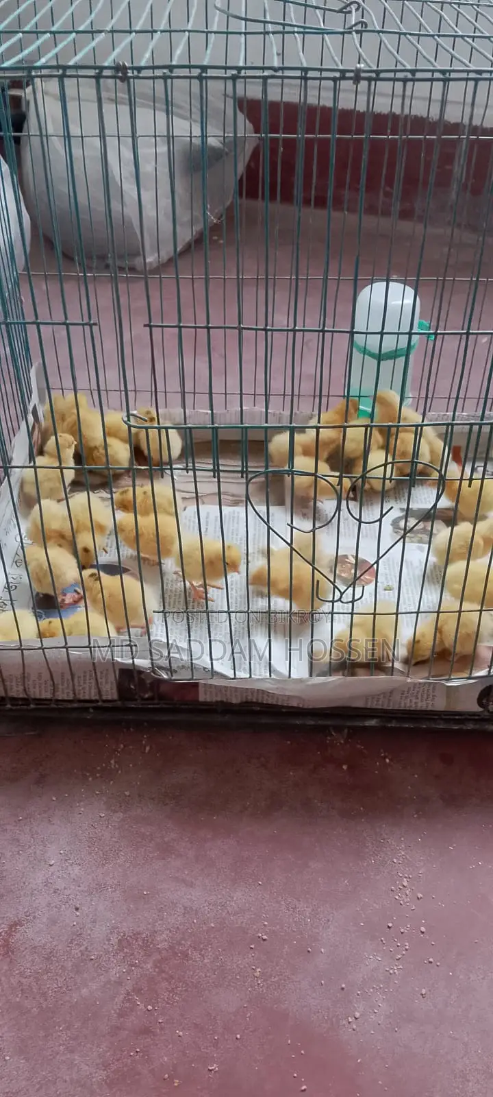European White Giant Coturnix Quail
