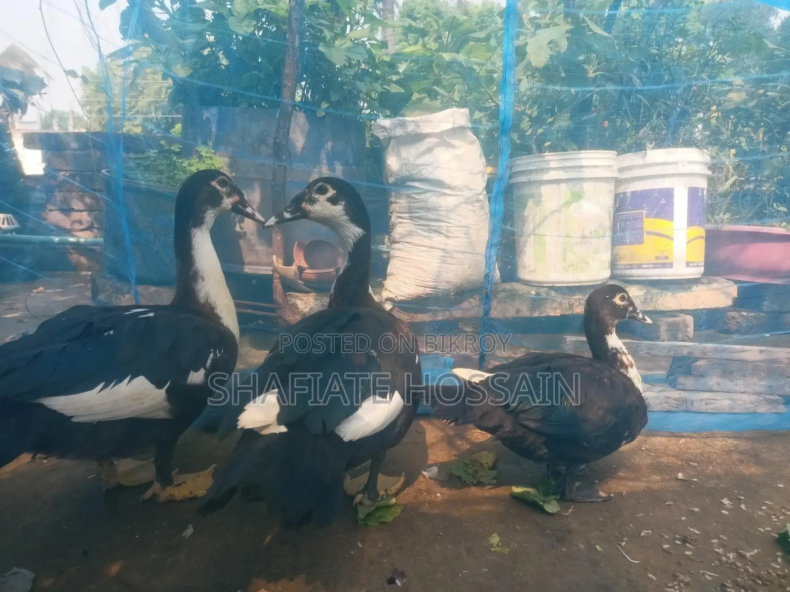Chinese Ducks for Sale