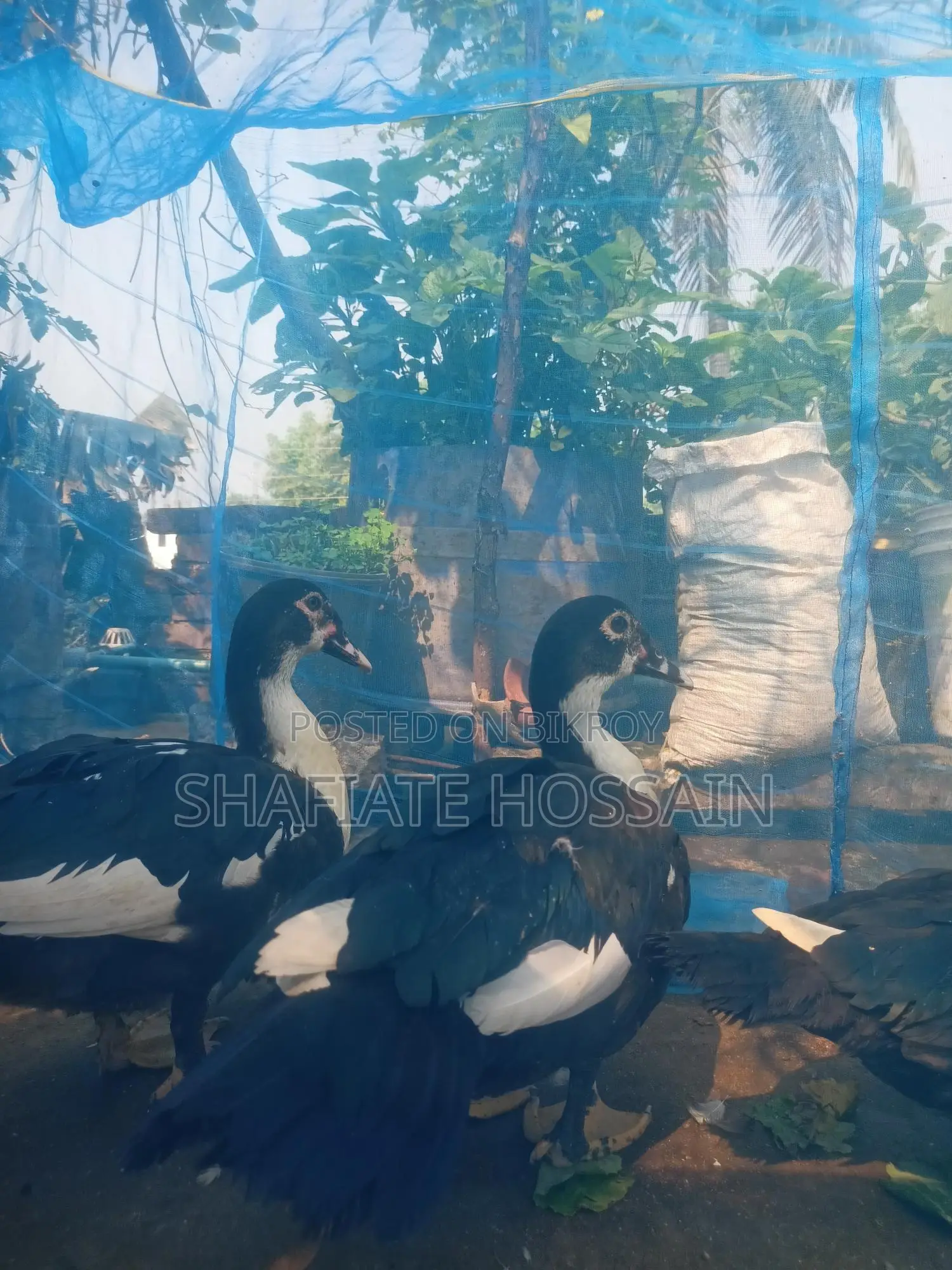 Chinese Ducks for Sale