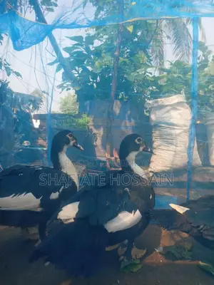 Chinese Ducks for Sale