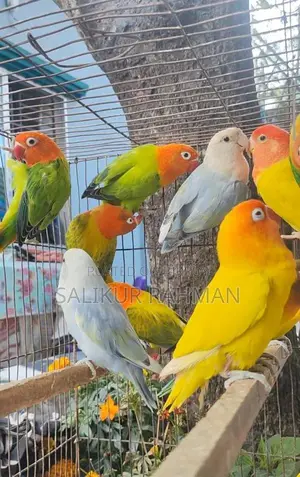 রানিং এডাল্ট লাভ বার্ড / Running Adult Love Bird