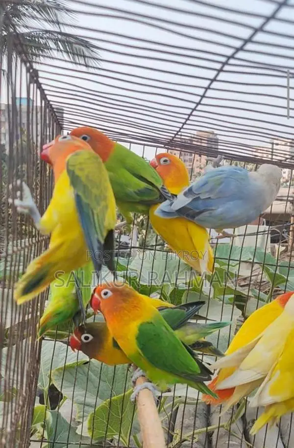 Running Adult Love Bird