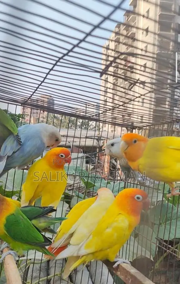 Running Adult Love Bird