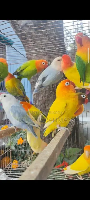 Running Adult Love Bird