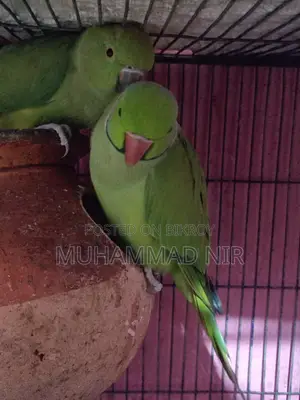 Indian Ringneck Parrot