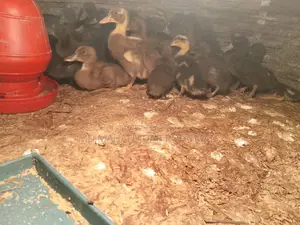 Local Ducklings