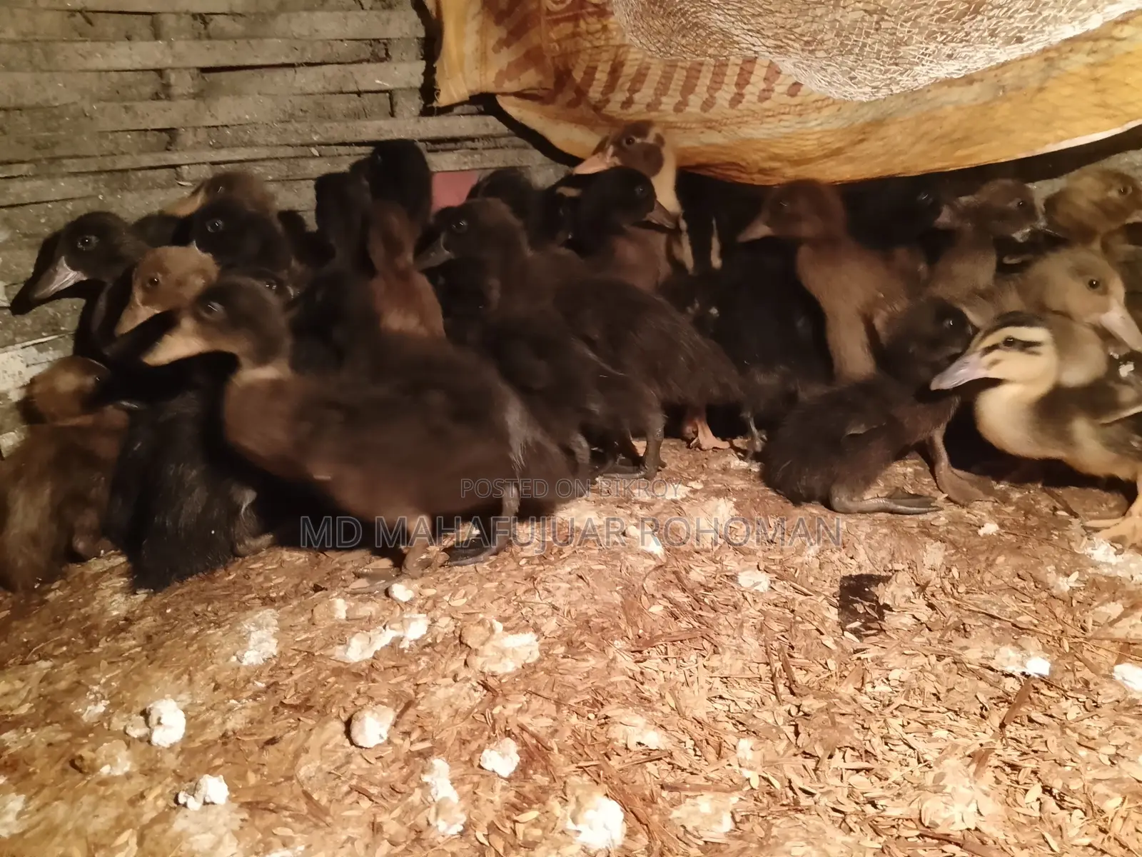Local Ducklings