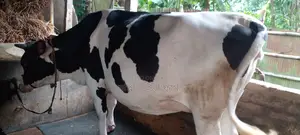 ১১৬২ নং গাভী বিক্রয় হবে ৯ মাসের গাভীন আছে ।