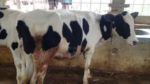 ১১৩২ নং উন্নত জাতের বকনা বাছুর গরু ।