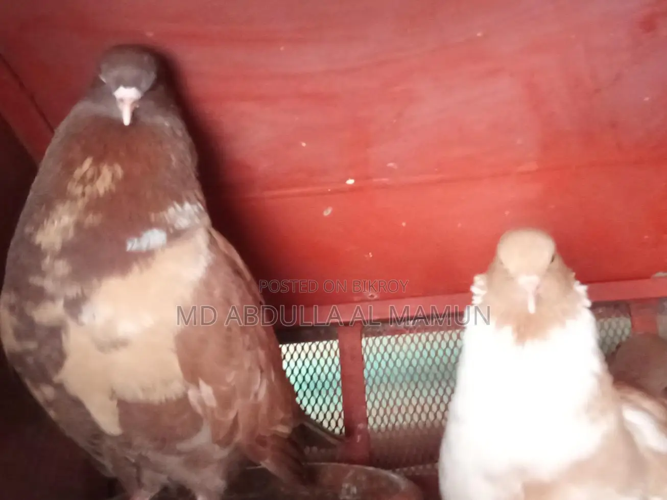 Pigeons for Sale